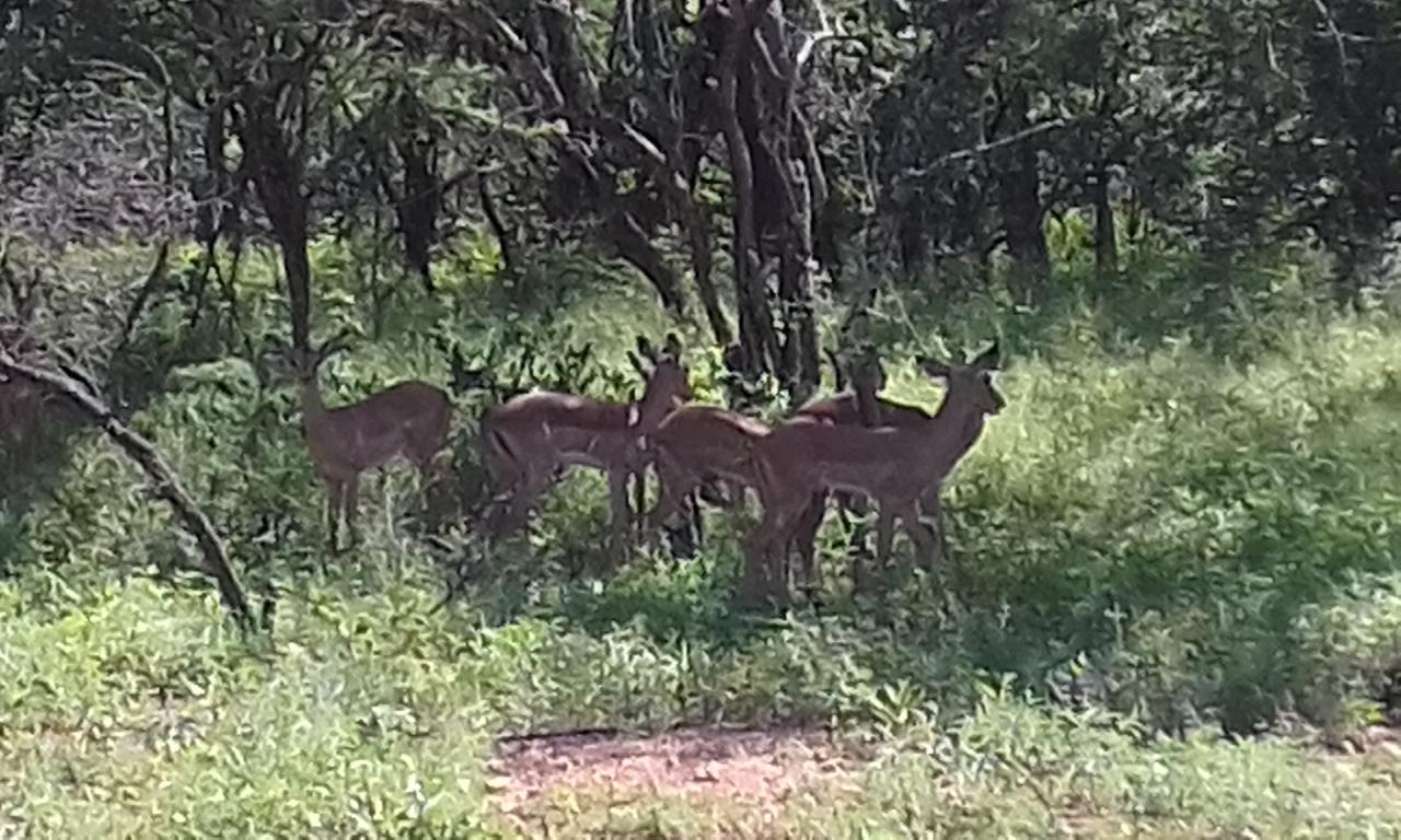 Nanisto Bush Lodge Marloth Park Zewnętrze zdjęcie