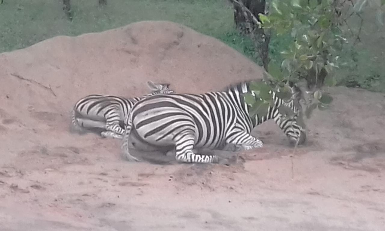 Nanisto Bush Lodge Marloth Park Zewnętrze zdjęcie