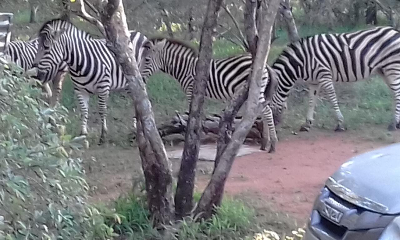 Nanisto Bush Lodge Marloth Park Zewnętrze zdjęcie