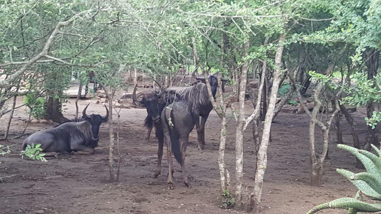 Nanisto Bush Lodge Marloth Park Zewnętrze zdjęcie