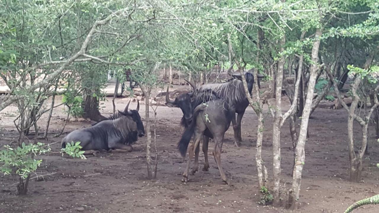 Nanisto Bush Lodge Marloth Park Zewnętrze zdjęcie